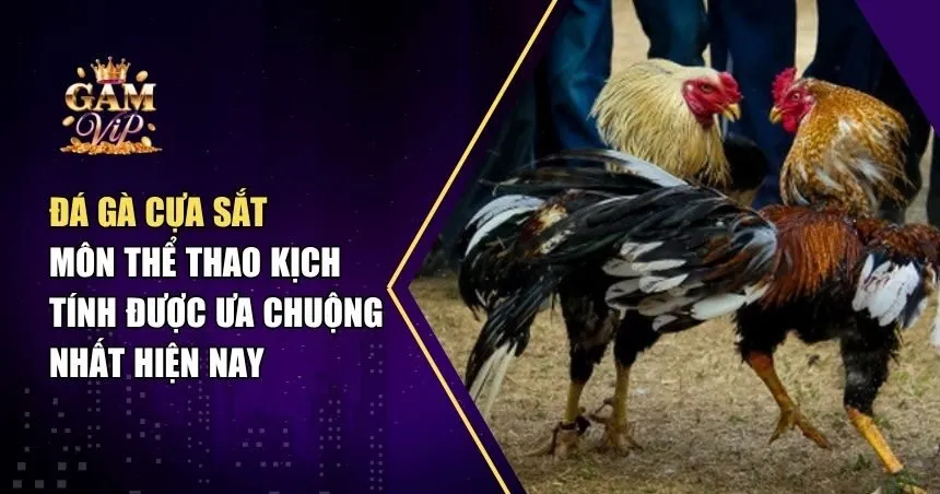 Đá Gà Cựa Sắt: Từ Kỹ Thuật Chiến Kê Đến Đam Mê Của Giới Cá Cược