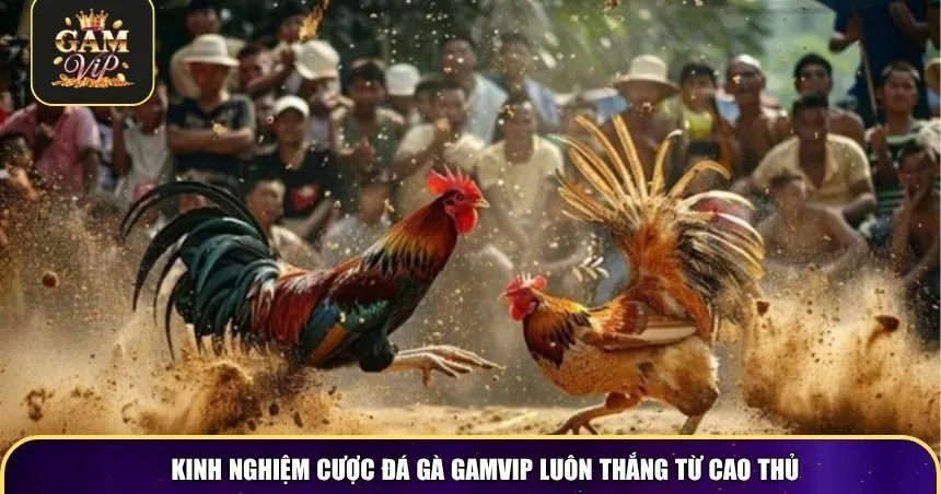 Kinh nghiệm cược đá gà Gamvip luôn thắng từ cao thủ